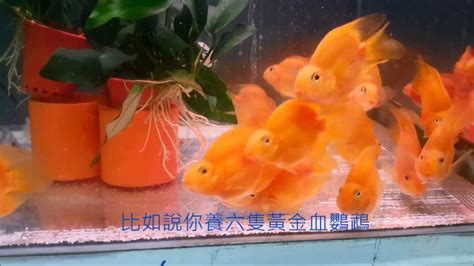 血鸚鵡混養|【血鸚鵡混養】血鸚鵡配什麼魚混養才和諧？盤點血鸚鵡最適合的。